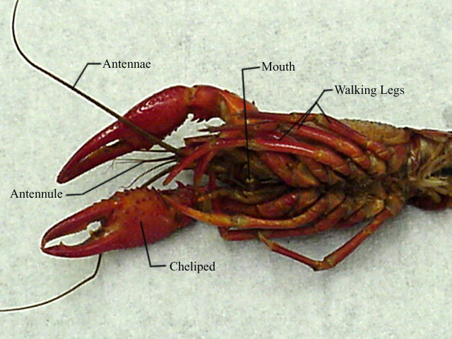 Crayfish bottom